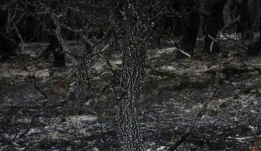 Μυτιλήνη: Συνταξιούχος πέθανε ενώ προσπαθούσε να σβήσει φωτιά στο κτήμα του | Pagenews.gr Μυτιλήνη: Συνταξιούχος πέθανε ενώ προσπαθούσε να σβήσει φωτιά στο κτήμα του | Pagenews.gr