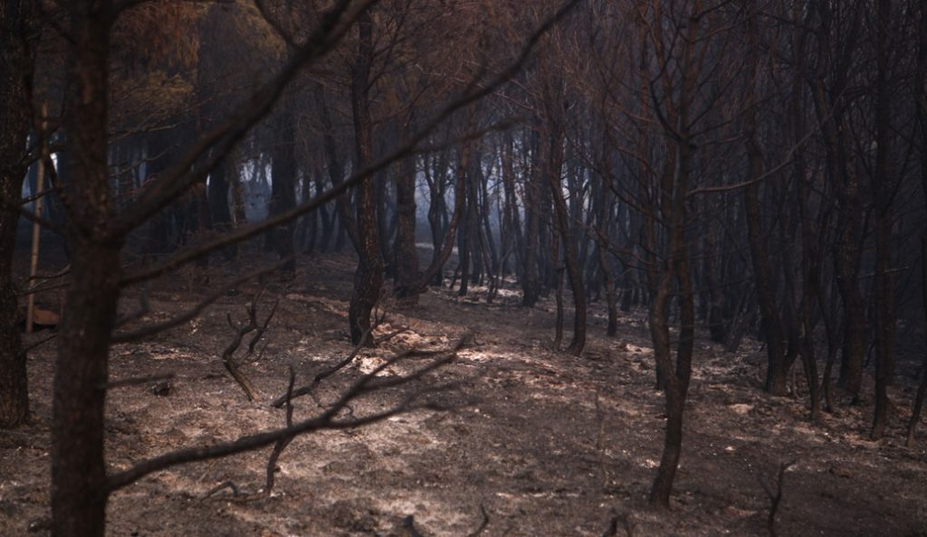 Ζάκυνθος: Κυβερνητικό κλιμάκιο για «αυτοψία» στα καμένα | Pagenews.gr Ζάκυνθος: Κυβερνητικό κλιμάκιο για «αυτοψία» στα καμένα | Pagenews.gr