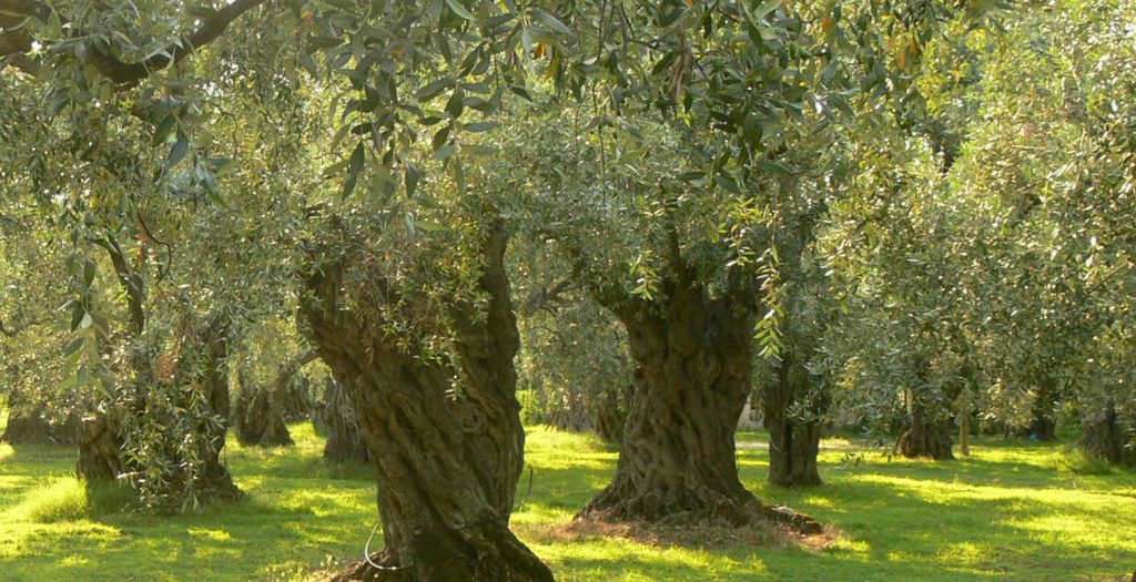 Περιφέρεια Κρήτης: Διαγωνισμός ελαιολάδου στις 16-18 Μαρτίου | Pagenews.gr Περιφέρεια Κρήτης: Διαγωνισμός ελαιολάδου στις 16-18 Μαρτίου | Pagenews.gr