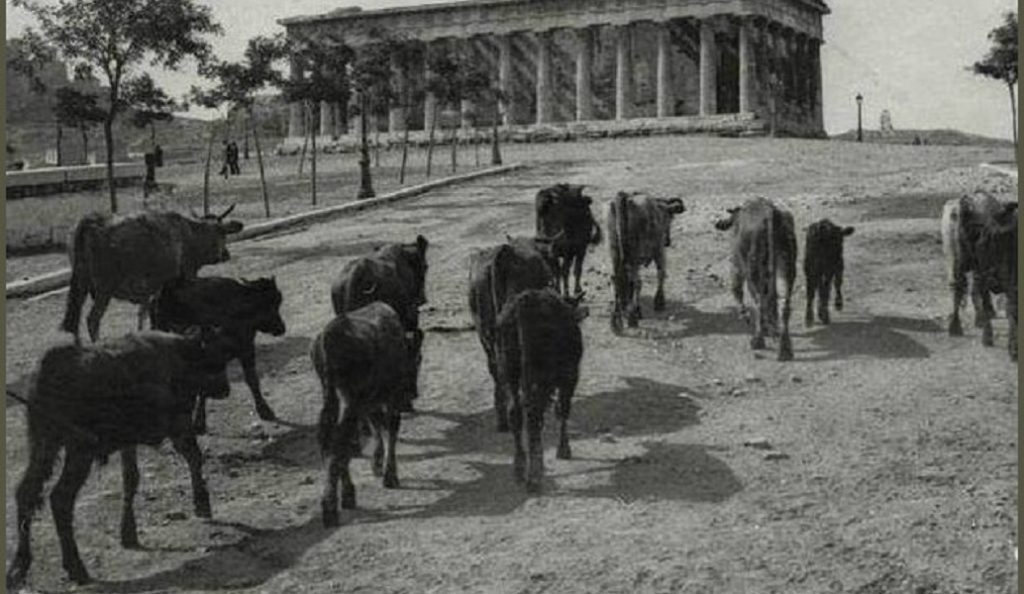 Πλήρωναν διόδια και τα γαϊδουράκια – Η ιστορία του πρώτου Κώδικα Οδικής Κυκλοφορίας | Pagenews.gr Πλήρωναν διόδια και τα γαϊδουράκια – Η ιστορία του πρώτου Κώδικα Οδικής Κυκλοφορίας | Pagenews.gr