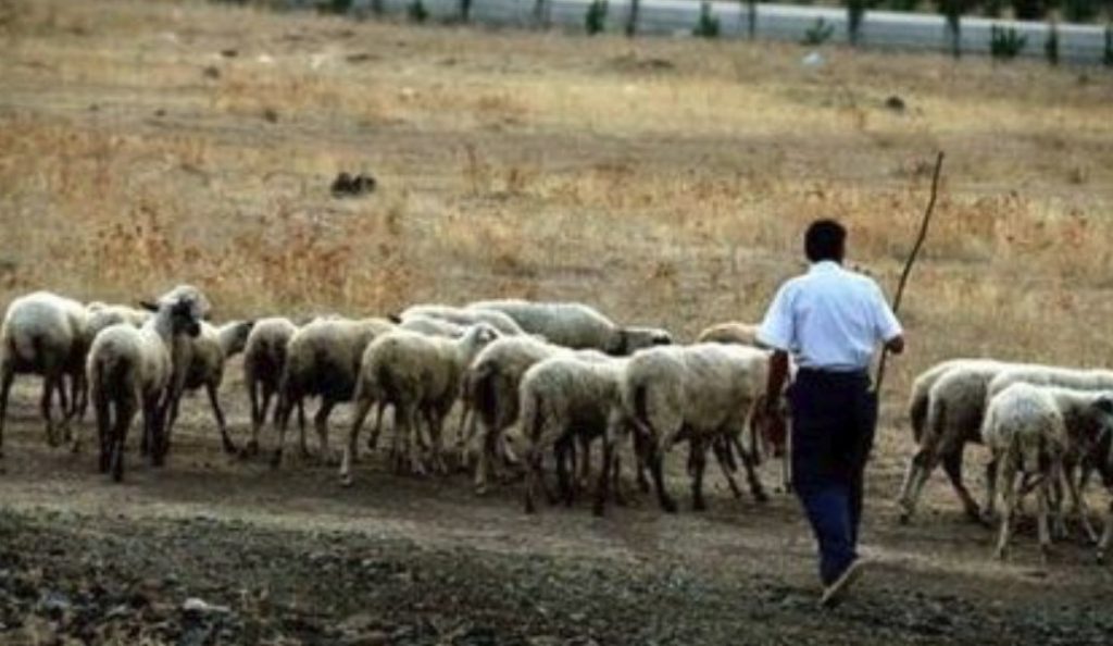 Ημαθία: Mέσα Φεβρουαρίου τα μισθώματα βοσκοτόπων | Pagenews.gr Ημαθία: Mέσα Φεβρουαρίου τα μισθώματα βοσκοτόπων | Pagenews.gr