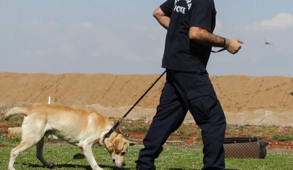 Πέλλα: Σκύλος της αστυνομίας εντόπισε 502 δενδρύλια κάνναβης | Pagenews.gr Πέλλα: Σκύλος της αστυνομίας εντόπισε 502 δενδρύλια κάνναβης | Pagenews.gr