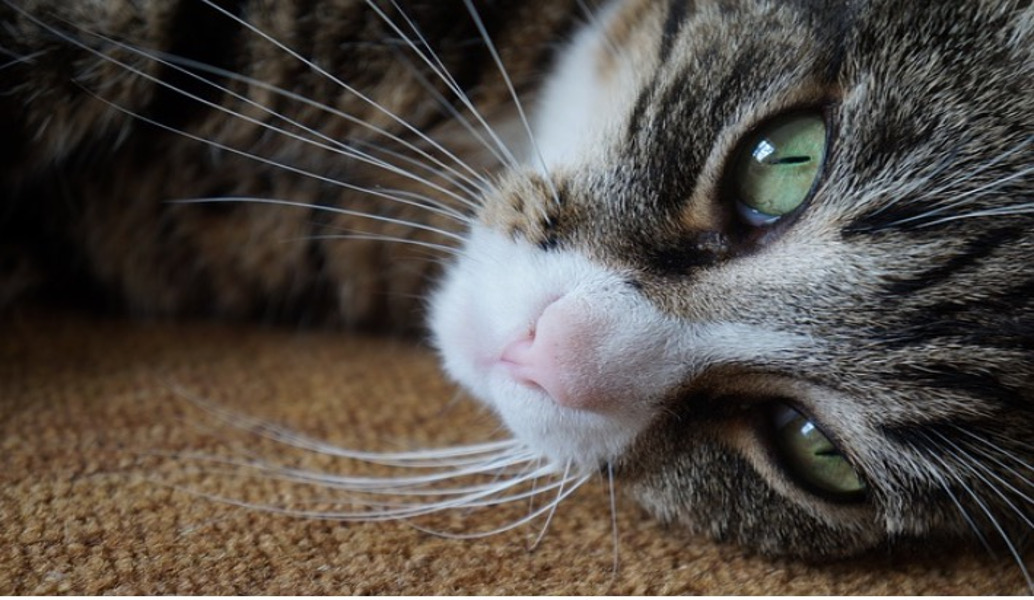 Με εννέα τρόπους η γάτα σου, σού δείχνει πως… σε αγαπάει!