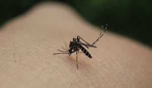 Ιός Δυτικού Νείλου: Προειδοποιήσεις για τον ιό και τα κρούσματα | Pagenews.gr Ιός Δυτικού Νείλου: Προειδοποιήσεις για τον ιό και τα κρούσματα | Pagenews.gr