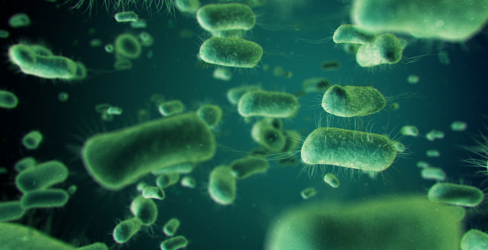 Почему бактерии вирусы одноклеточные водоросли. Цианобактерии Архей. Прокариоты архебактерии. Цианобактерии бациллы. Археи и бактерии.