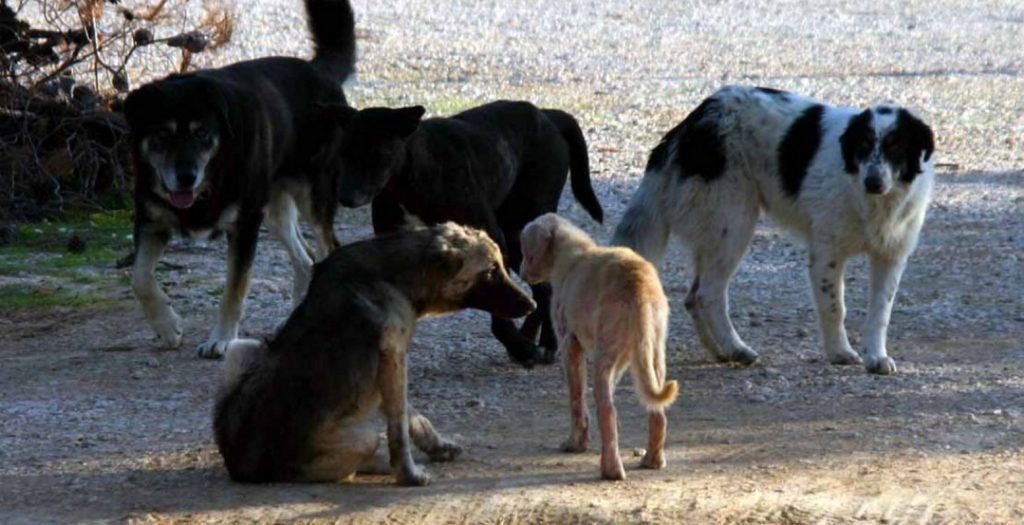 Ρωσία: Αυστηρές ποινές για την κακοποίηση ζώων | Pagenews.gr Ρωσία: Αυστηρές ποινές για την κακοποίηση ζώων | Pagenews.gr