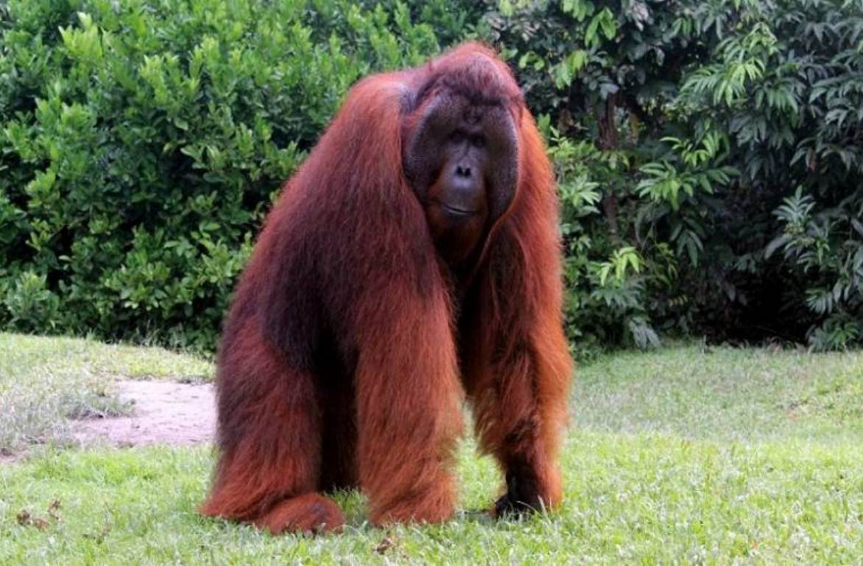 большая красная обезьяна. большая красная обезьяна. суматранский орангутанг. орангутан самец. большая красная обезьяна.