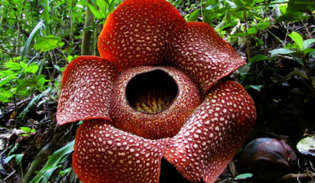 Rafflesia Arnoldii: Όλα όσα πρέπει να γνωρίζετε για το μεγαλύτερο λουλούδι του κόσμου | Pagenews.gr Rafflesia Arnoldii: Όλα όσα πρέπει να γνωρίζετε για το μεγαλύτερο λουλούδι του κόσμου | Pagenews.gr