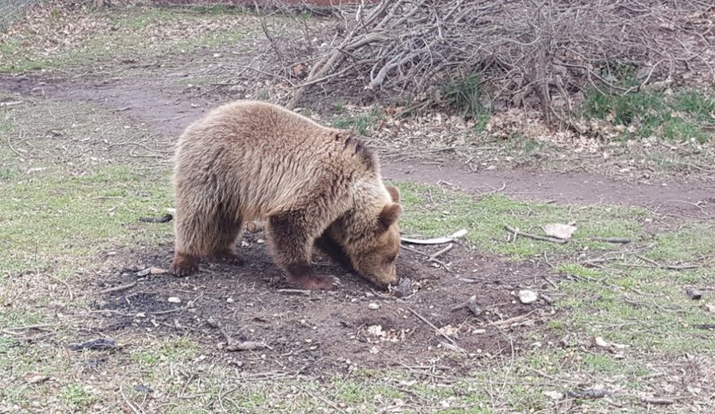 Φλώρινα: Νεκρή αρκούδα μετά από τροχαίο | Pagenews.gr Φλώρινα: Νεκρή αρκούδα μετά από τροχαίο | Pagenews.gr