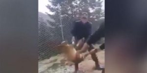 Κόνιτσα: Αγνοείται η τύχη του σκυλιού που κακοποιήθηκε από φαντάρους | Pagenews.gr Κόνιτσα: Αγνοείται η τύχη του σκυλιού που κακοποιήθηκε από φαντάρους | Pagenews.gr
