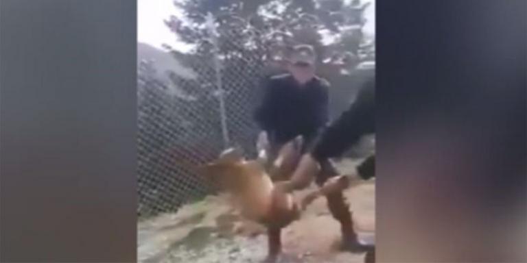 Tώρα ζητούν συγγνώμη οι στρατιώτες που βασάνισαν τον σκύλο | Pagenews.gr Tώρα ζητούν συγγνώμη οι στρατιώτες που βασάνισαν τον σκύλο | Pagenews.gr