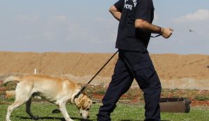 Πέλλα: Σκύλος της αστυνομίας εντόπισε 502 δενδρύλια κάνναβης | Pagenews.gr Πέλλα: Σκύλος της αστυνομίας εντόπισε 502 δενδρύλια κάνναβης | Pagenews.gr