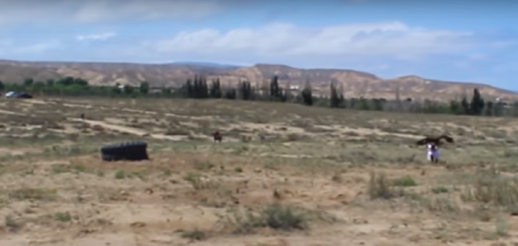 Τεράστιος αετός ορμάει σε 8χρονο κορίτσι (vid) | Pagenews.gr Τεράστιος αετός ορμάει σε 8χρονο κορίτσι (vid) | Pagenews.gr