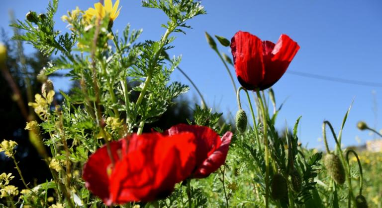 Καιρός: Η πρόγνωση για την Πέμπτη 6 Ιουνίου 2019