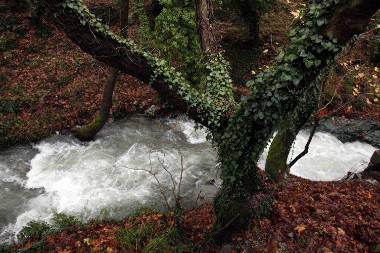 Φωτιά Εύβοια: Ποιο είναι το Δάσος Στενής Natura που καταστρέφεται από τις φλόγες (pics)