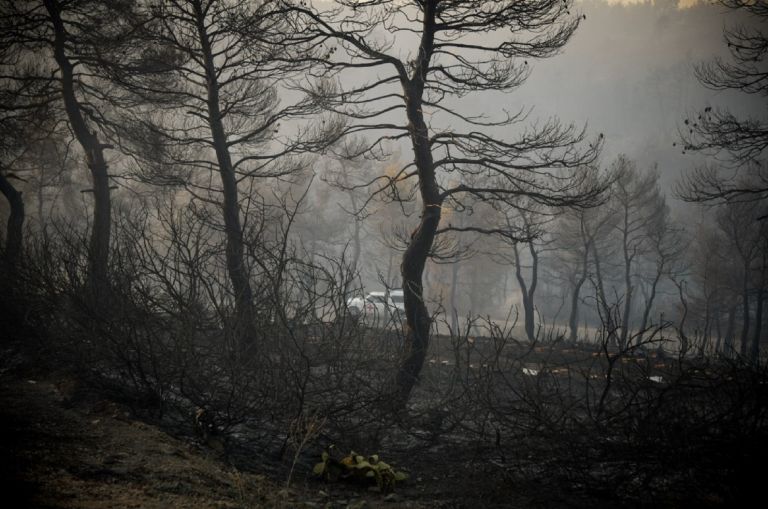 Φωτιά Εύβοια: Το δάσος έγινε στάχτη – Φωτογραφίες από τα καμμένα