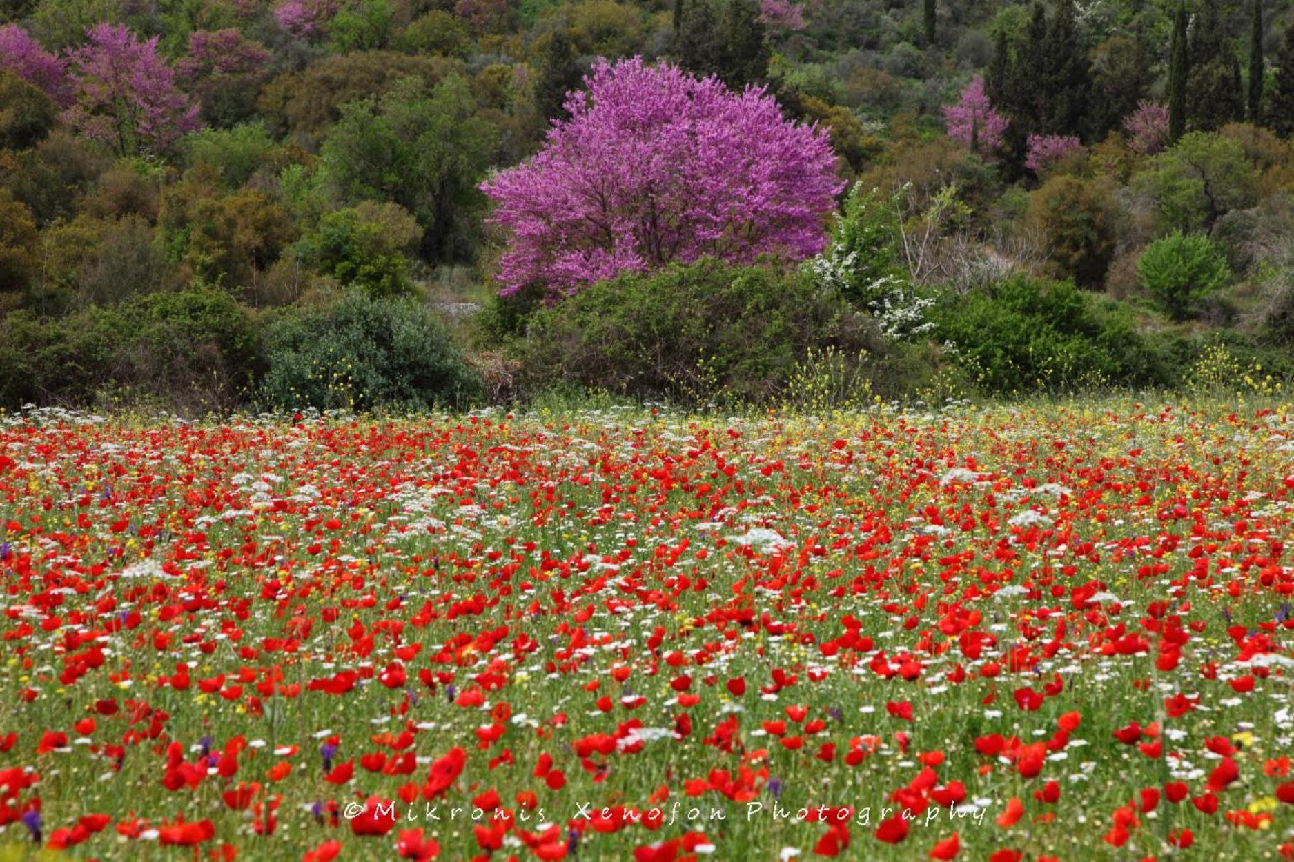 Άνοιξη