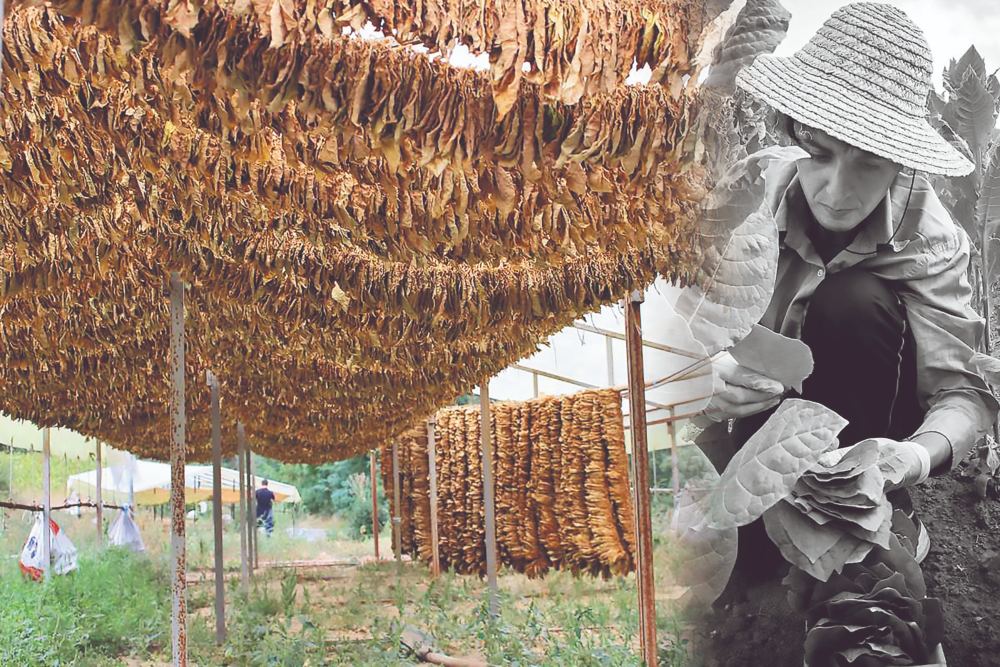 Κοζάνη: Καπνός, μια δυναμική καλλιέργεια που επιλέγουν οι οικογένειες