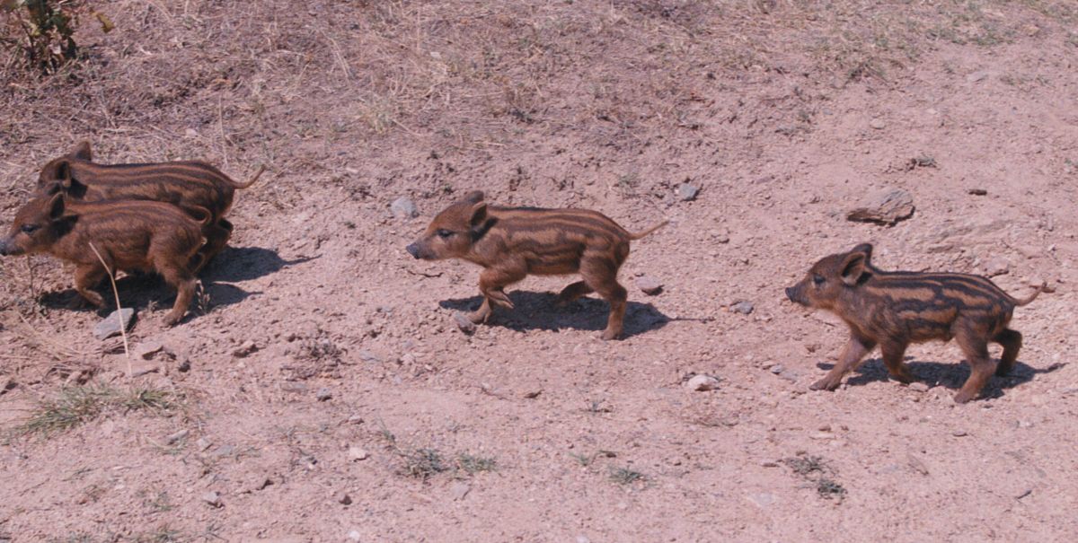 Λαμία: Μια οικογένεια από 14 αγριογούρουνα κάνει βόλτες στον περιφερειακό [vid]