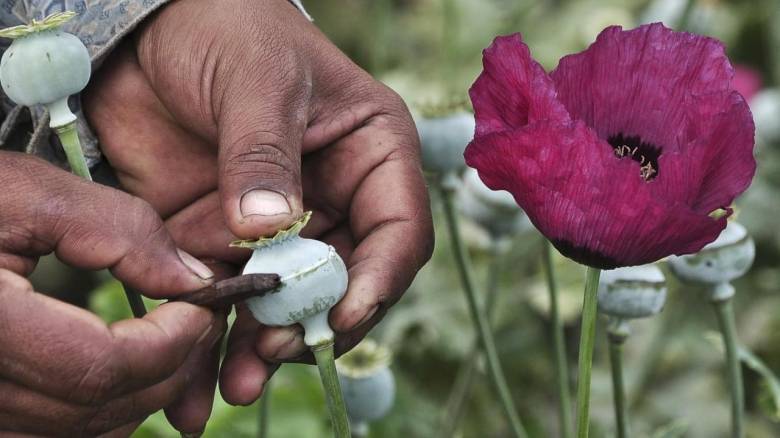 Η αρχαιότερη ένδειξη οπίου ναρκωτικής ουσίας