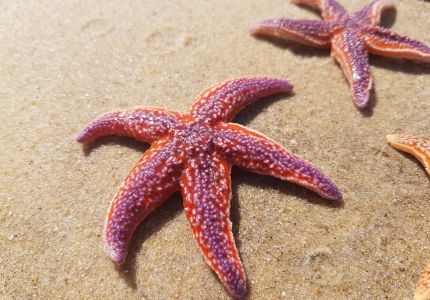 sea-star-2380742_1280