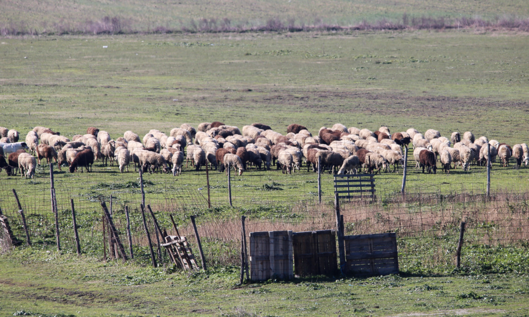 Lockdown Threat Over Greek Livestock: Sheep Pox Crisis Escalates