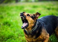 Σοκ για το νεκρό 2χρονο στη Ζάκυνθο–«Δεν μπορούσαν να πάρουν το παιδί από τα δόντια του πίτμπουλ»