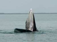 Φάλαινες Rice: Υπήρχαν πριν από τον άνθρωπο, τώρα κινδυνεύουν με εξαφάνιση μετά από απόφαση Τραμπ