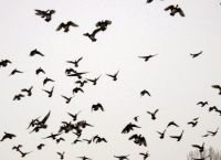 Γεωργία: Πάνω από 1 εκατ. πτηνά αποφεύγουν τους κυνηγούς πάνω από τις ακτές της Μαύρης Θάλασσας